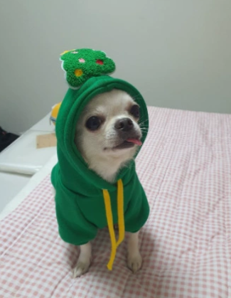 Cute Cat Hoodie